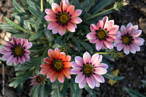 Fall. Beautiful flowers of bright gazania are still blooming on the flowerbed.