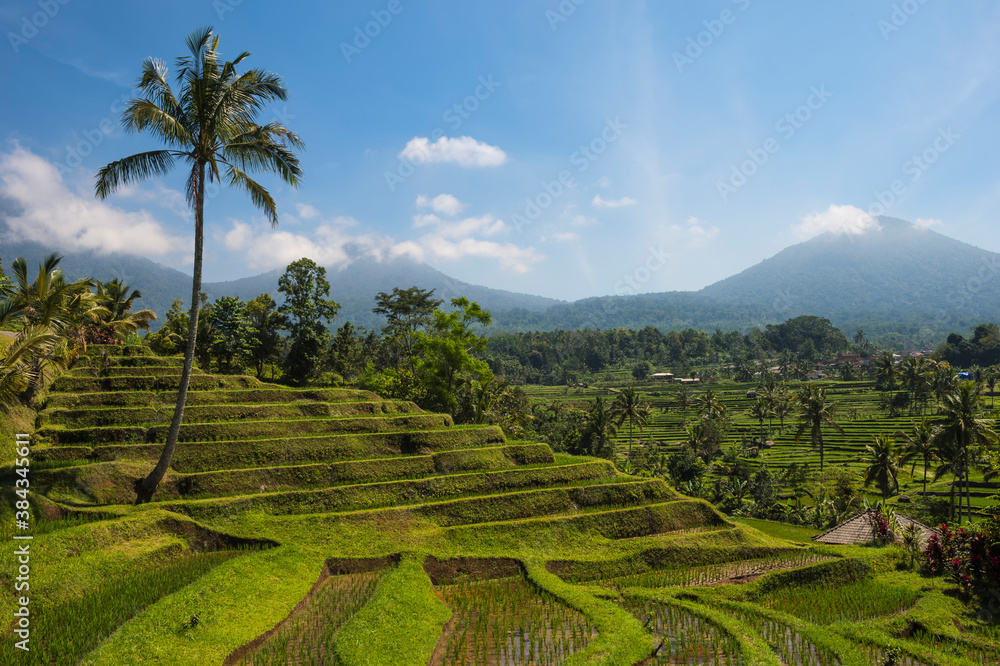 Fototapeta premium Rice terraces, Jatiluwih, Unesco World Heritage Site, Bali, Indonesia