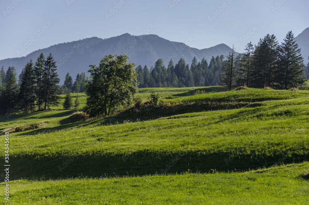 Sun lit, green alpine meadows and pine woods around Vigo di Fassa village in Fassa valley, Dolomites, Trentino-Alto Adige region, South Tirol, Italy.