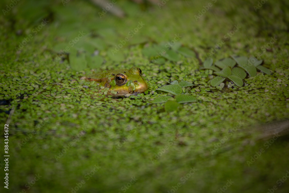 frog on a leaf