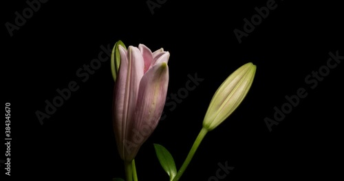 Timelapse of lily flower blooming on black background / Oriental Lily