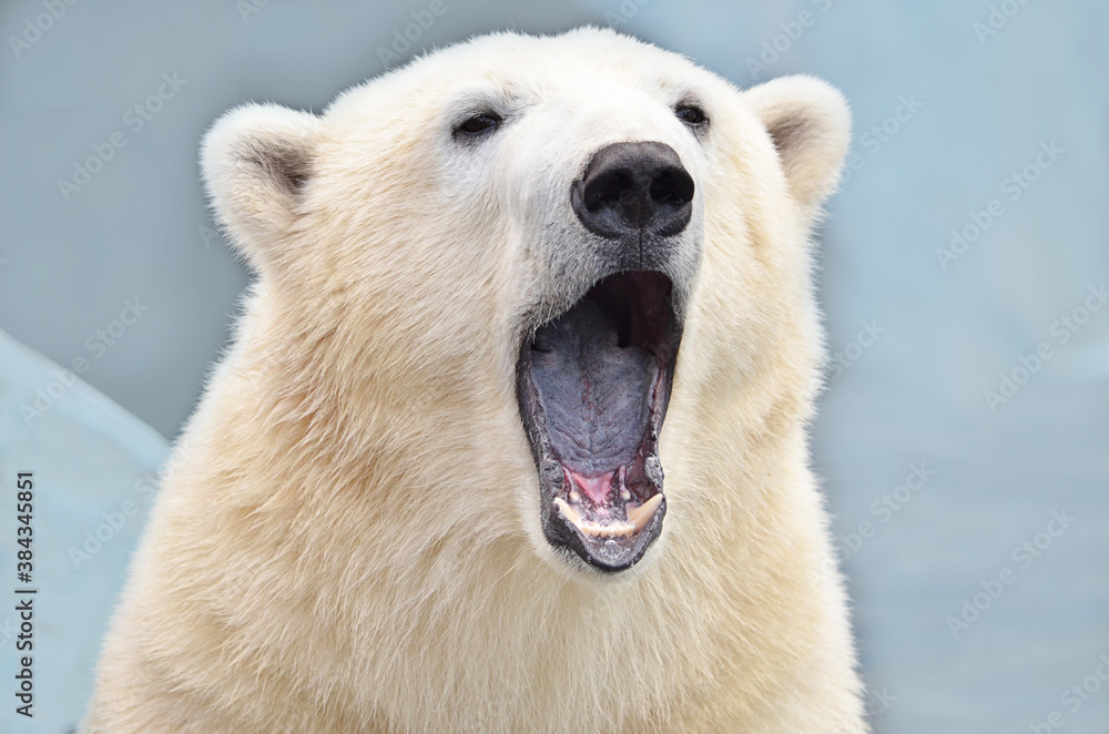 polar bear portrait