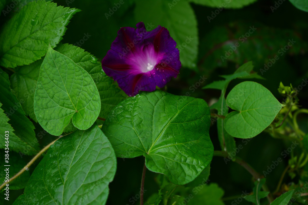 Beautiful purple ipomoea flower after the rain. Beautiful purple ipomoea flower after the rain.