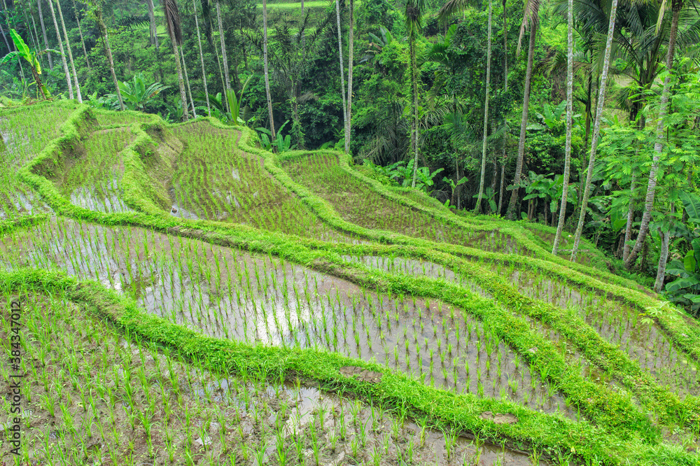 Tegallalang rice terraces, Ubud, Bali, Indonesia Tegallalang rice terraces, Ubud, Bali, Indonesia
