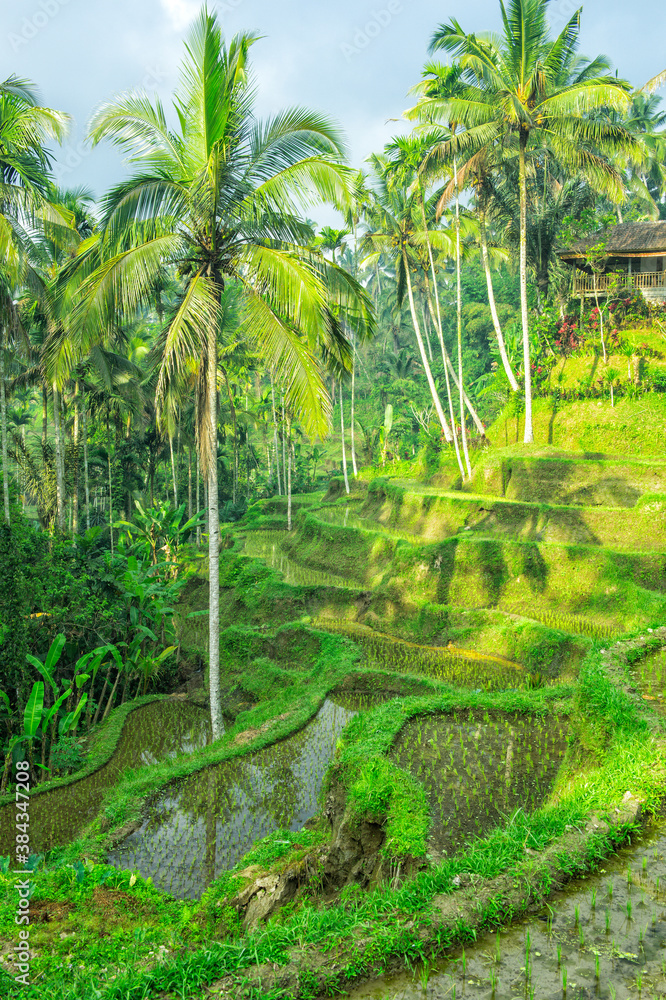 Tegallalang rice terraces, Ubud, Bali, Indonesia Tegallalang rice terraces, Ubud, Bali, Indonesia