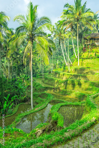 Tegallalang rice terraces, Ubud, Bali, Indonesia