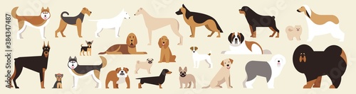 Different breed dogs set. Isolated dogs on light background. Flat cartoon. Vector illustration