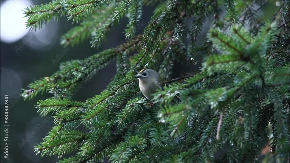 Smallest bird in Europe - Goldcrest, Regulus regulus in the middle of spruce branches in late autumn Estonian boreal forest. Smallest bird in Europe - Goldcrest, Regulus regulus in the middle of spruce branches in late autumn Estonian boreal forest.