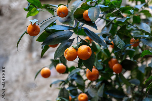 Organic grown Kumquat (Citrus japonica)
