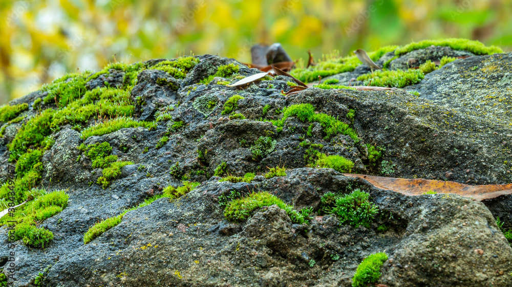 moss growing on stone. sunny day moss growing on stone. sunny day