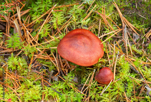 Webcap mushroom. Cortinarius phoeniceus growing in coniferous environment