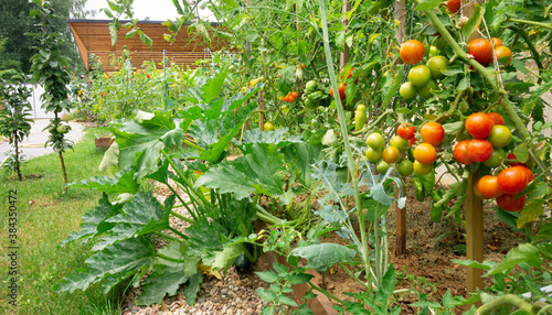 A vegetable garden with raised DIY wooden beds. Ripe red cherry tomatoes on the branches. Growing organic vegetables in the open field on a personal subsidiary farm. Zucchini plant at home garden.