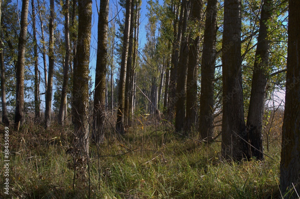 Fototapeta premium Осений лес