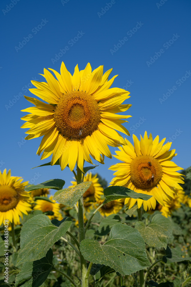 Field with yellow sunflowers
