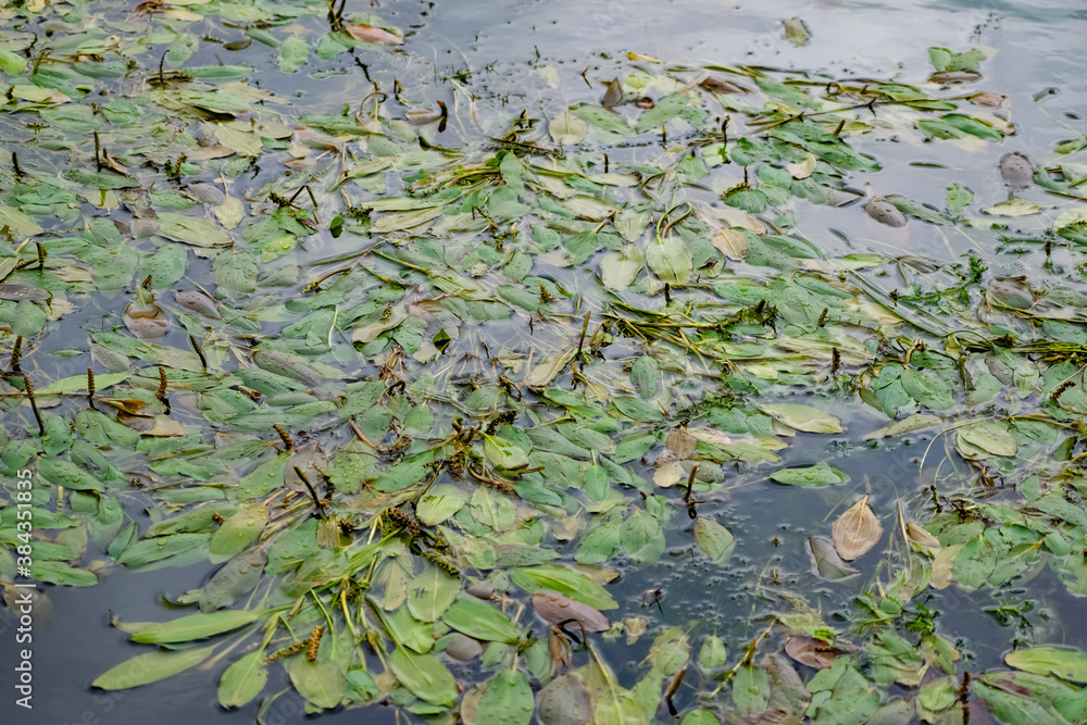 Multi-colored algae in the river don. Deciduous plants with green, maroon and brown leaves under water, near the shore, in shallow water with a sandy bottom Multi-colored algae in the river don. Deciduous plants with green, maroon and brown leaves under water, near the shore, in shallow water with a sandy bottom