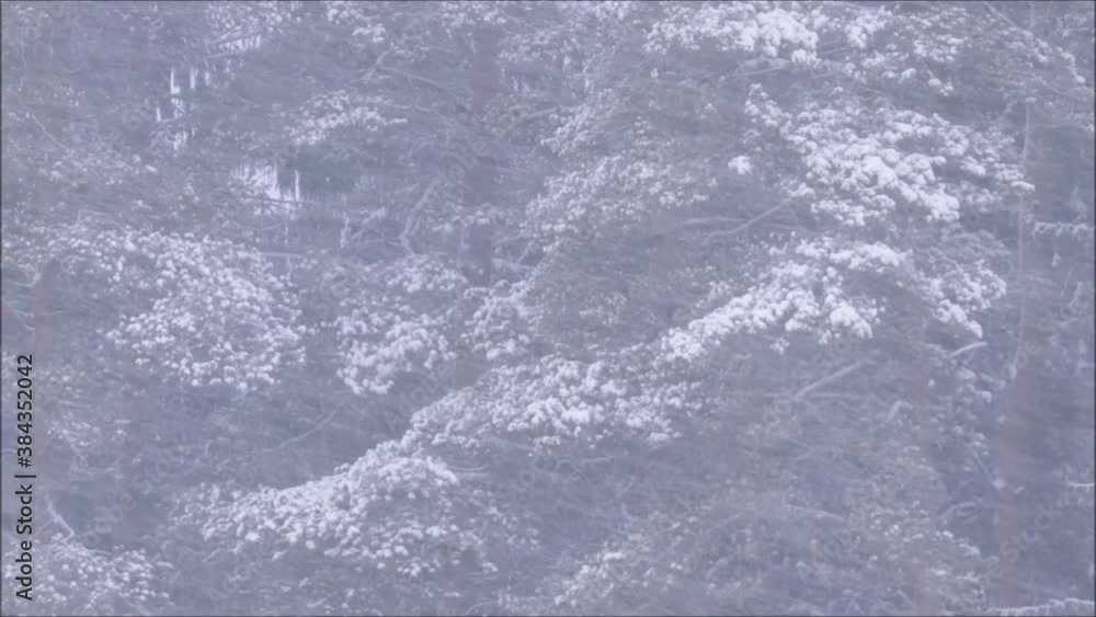 Heavy snowfall during a wintery blizzard in Estonian boreal forest, Northern Europe. Heavy snowfall during a wintery blizzard in Estonian boreal forest, Northern Europe.