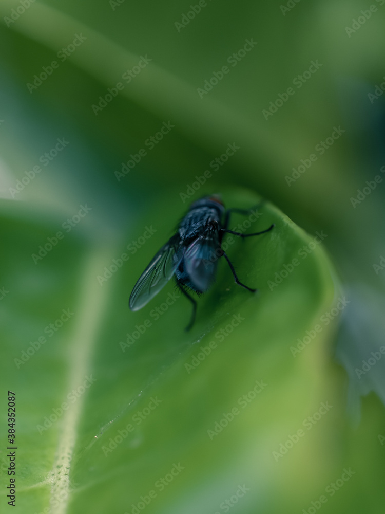 bug on a leaf
