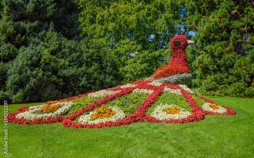 bodensee konstanz mainau blumen pfau