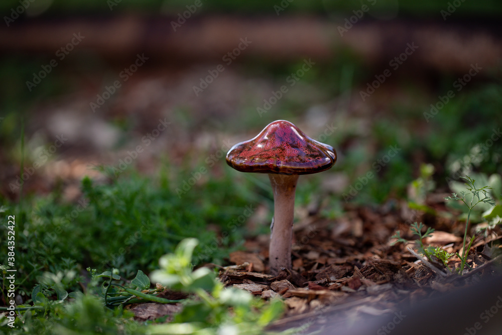Small ceramic toadstool with deep burgundy lid on display in lush vegetable garden Small ceramic toadstool with deep burgundy lid on display in lush vegetable garden