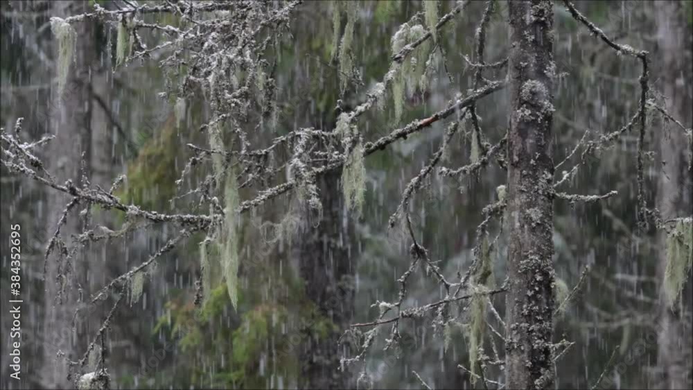 Heavy snowfall in an old-growth forest during early winter in Estonia, Northern Europe. Heavy snowfall in an old-growth forest during early winter in Estonia, Northern Europe.