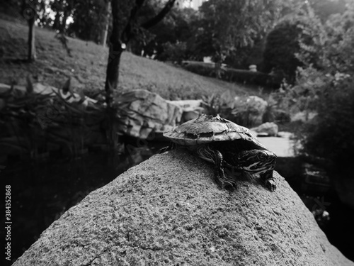 Little turtle on a rock