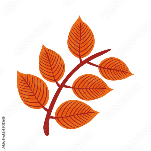 autum pinnate leaf flat style icon