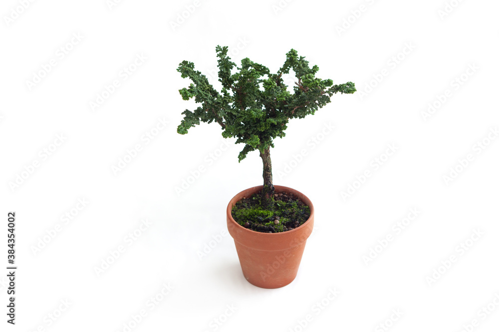 Small Bonsai Tree. Potted Plant. Cypress. Small Bonsai Tree. Potted Plant. Cypress.