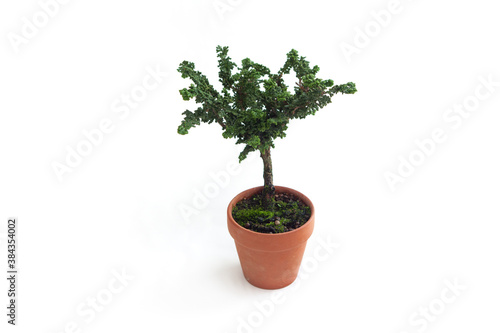 Small Bonsai Tree. Potted Plant. Cypress.