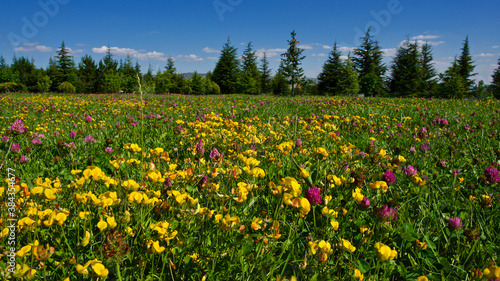 Colorful wild flowers. Green lawns and various kinds of wild flowers.