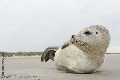 A young grey seal pup that's a total show-off, one with something of an outgoing personality, and who just seems to play to the camera. Iceland Ameland, Dutch. photo