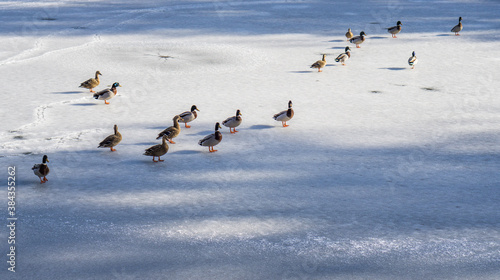 Wild ducks on the ice of a frozen pond.