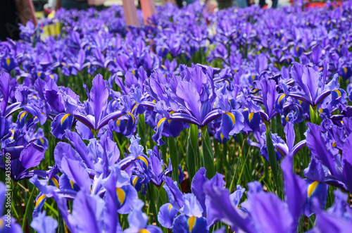 Iris hollandica Hort