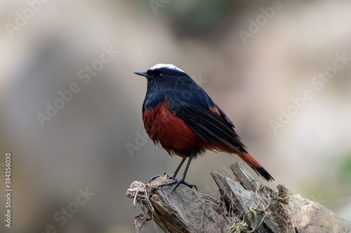White-capped Redstart  (Phoenicurus leucocephalus), a member of the Muscicapidae  family,  photographed in Sattal, India