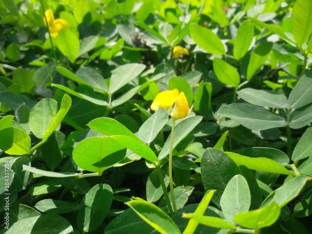 yellow flowers in the garden yellow flowers in the garden
