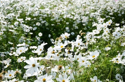 Gypsophila paniculata flower