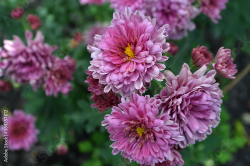 bushes with purple aster flowers