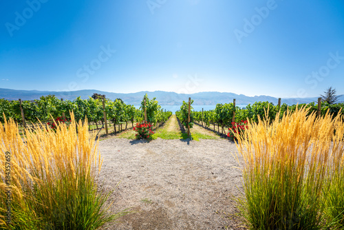 Okanagan wine country in Western Canada, British Columbia. Landscape photo