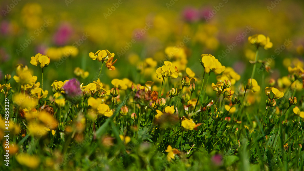 Colorful wild flowers. Green lawns and various kinds of wild flowers.
