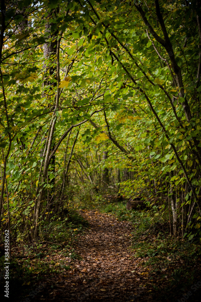 footpath in the forest footpath in the forest
