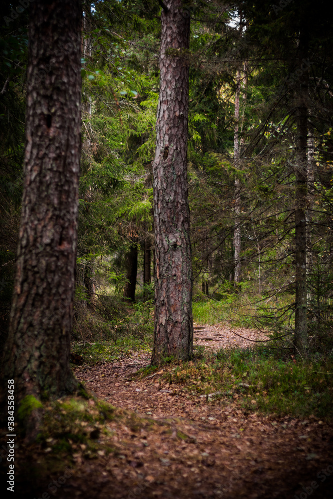 Forest trail Forest trail