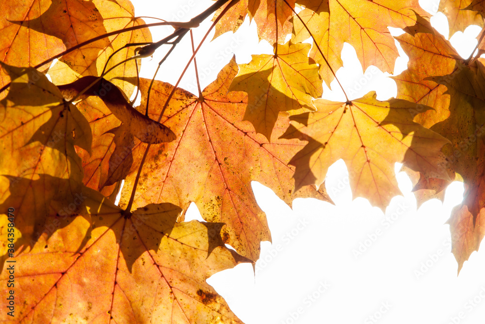 Fototapeta premium Autumn colored leaves, maple moss, Acer platanoides, on a sunny day