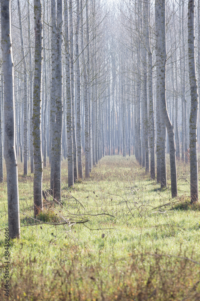 Fototapeta premium Forest at the end of winter.