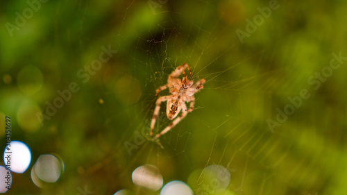 Orange garden spider on the web. Focus is on the spider.