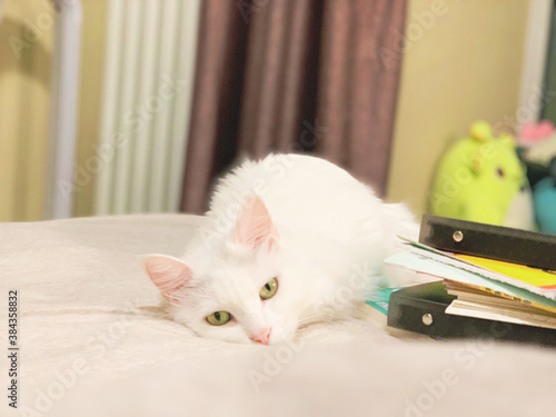 cat on the bed