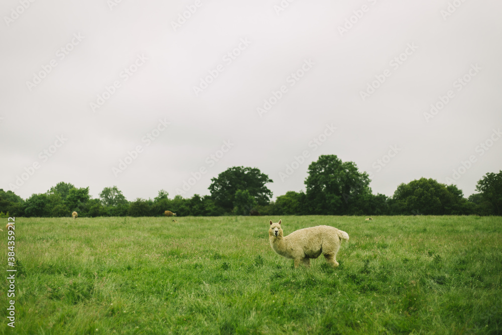 Fototapeta premium a white Huacaya, alpaca breed, walking around on a green farm meadow on a grey day