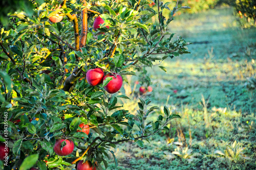 ripe apples in an orchard ready for harvesting,morning shot