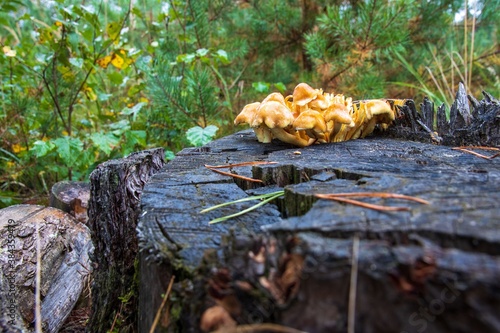 Mushrooms in the forest on a cut stump
