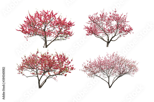 Tree dicut at isolated on white background. © Napob