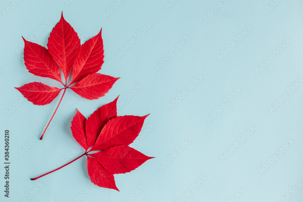 Beautiful red leaves on a light blue background. Autumn background. Beautiful red leaves on a light blue background. Autumn background.