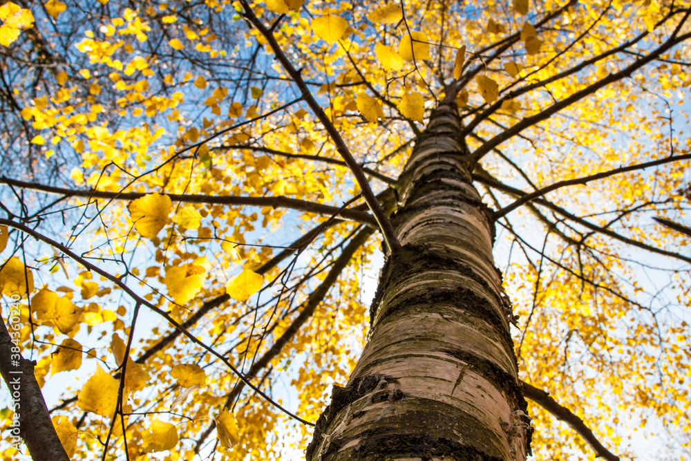 Fototapeta premium Silver birch, Betula pendula, autumn leaf color, tree crown view